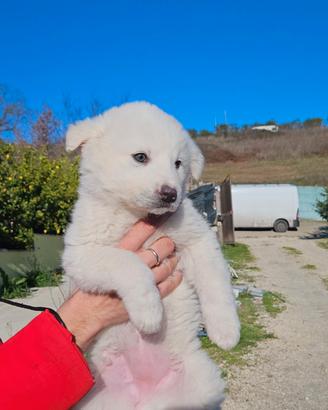 cuccioli pastore maremmano abruzzese  
