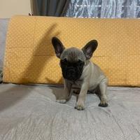 Bulldog francese