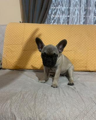 Bulldog francese
