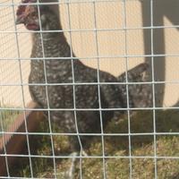 Gallo olive egger