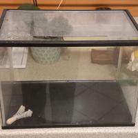 Acquario