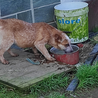 Cucciola Australian cattle dog