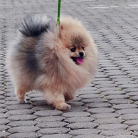 Spitz di pomerania Mini