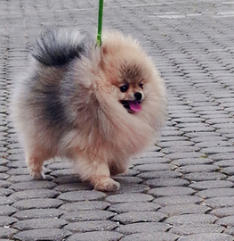 Spitz di pomerania Mini