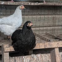 Galline nane da cova