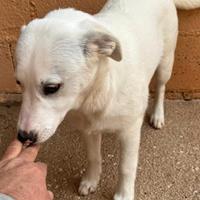 Cucciola simil labrador 5 mesi