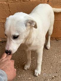 Cucciola simil labrador 5 mesi