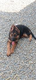 Cuccioli di pastore tedesco