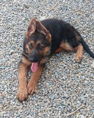 Cuccioli di pastore tedesco