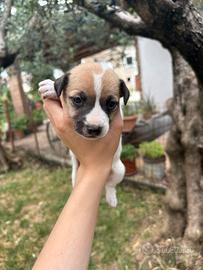 Jack russell