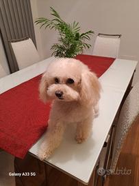 Barboncino toy per monta