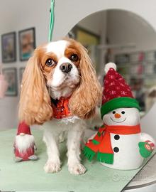 Cavalier King femmina