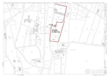 Terreno agricolo con olivi