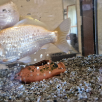 Pesce rosso carassius auratus