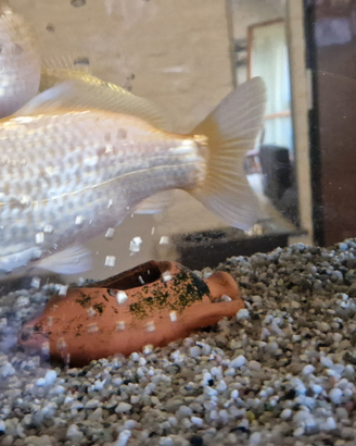 Pesce rosso carassius auratus