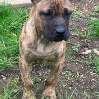 Presa Canario TIGRATO