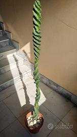 cereus forbesii spiralis