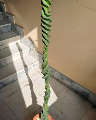 cereus forbesii spiralis