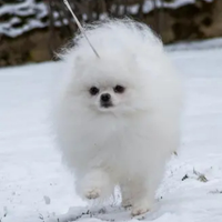 Accopiamento / monta SPITZ DI POMERANIA BIANCO