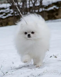 Accopiamento / monta SPITZ DI POMERANIA BIANCO