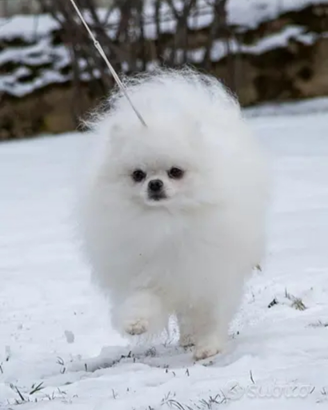 Accopiamento / monta SPITZ DI POMERANIA BIANCO