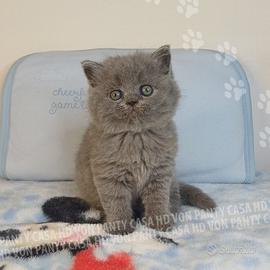 Cuccioli scottish fold e straight