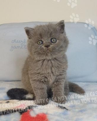Cuccioli scottish fold e straight