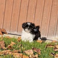 Piccoli shihtzu shitzu