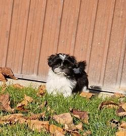 Piccoli shihtzu shitzu