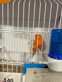 Rossi intensi Ala bianca