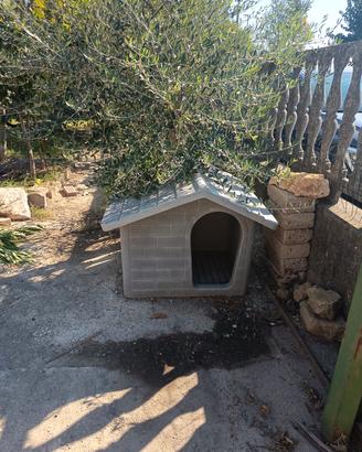 casette per cani 