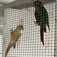 Pappagallo pyrruhura