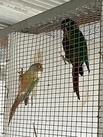 Pappagallo pyrruhura