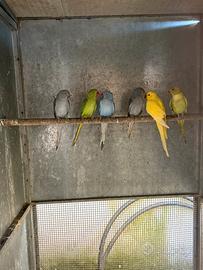 Pappagalli parrocchetti dal collare