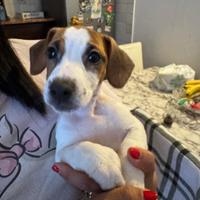 Jack Russel