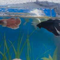 Pesci Betta splendens