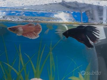 Pesci Betta splendens