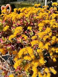 Pianta Sedum Palmeri