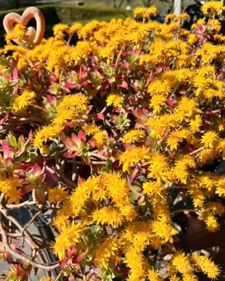 Pianta Sedum Palmeri