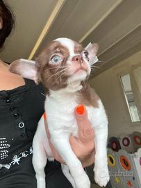 Chihuahua