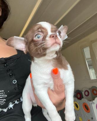 Chihuahua