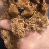 Barboncino femmina mini Toy