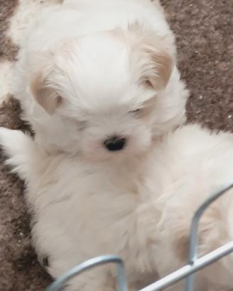 Cuccioli Maltesi Coreani