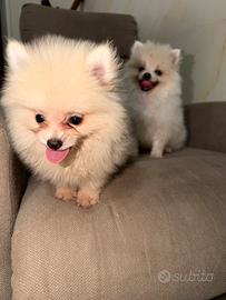 Spitz pomerania