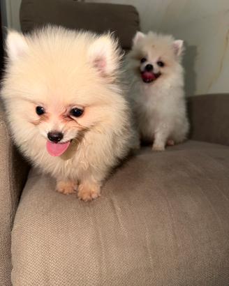 Spitz pomerania
