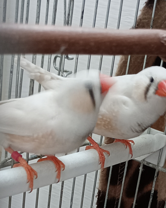 Diamante mandarino uccellino