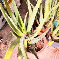 Piante di Aloe grandi