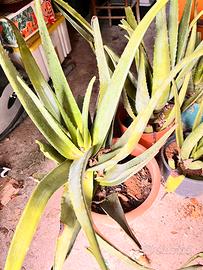 Piante di Aloe grandi