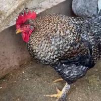 Famiglia di galline Ovaiole marans 50%