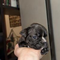 Bulldog francese